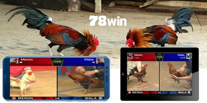Nhiều trận đấu đá gà hấp dẫn và nổi bật được phát sóng liên tục trên 78win