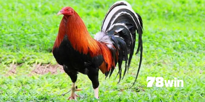 Gà tre lai Mỹ - Có nhiều loại cho bạn chọn lựa