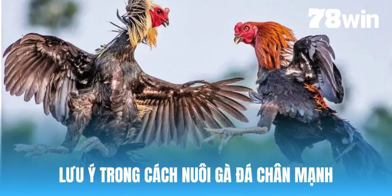Cách Nuôi Gà Đá Chân Mạnh - Bật Mí Bí Quyết Chuẩn Nhất 2024 8 Lưu ý trong quá trình nuôi gà đá chân mạnh